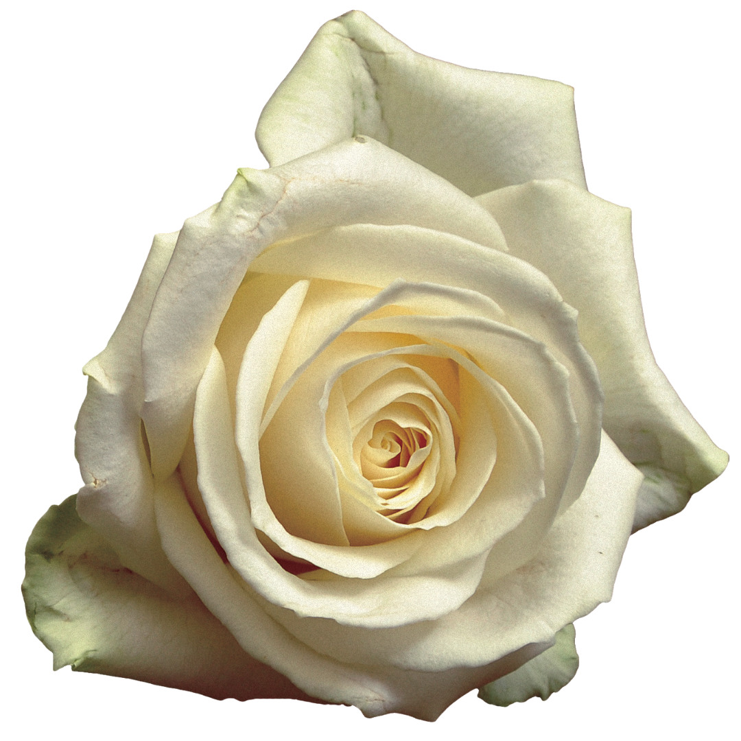 24 roses Bouquet