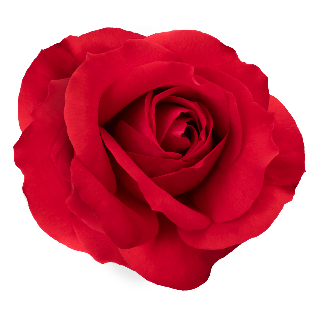 1 dozen roses in a vase