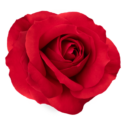 1 dozen roses in a vase