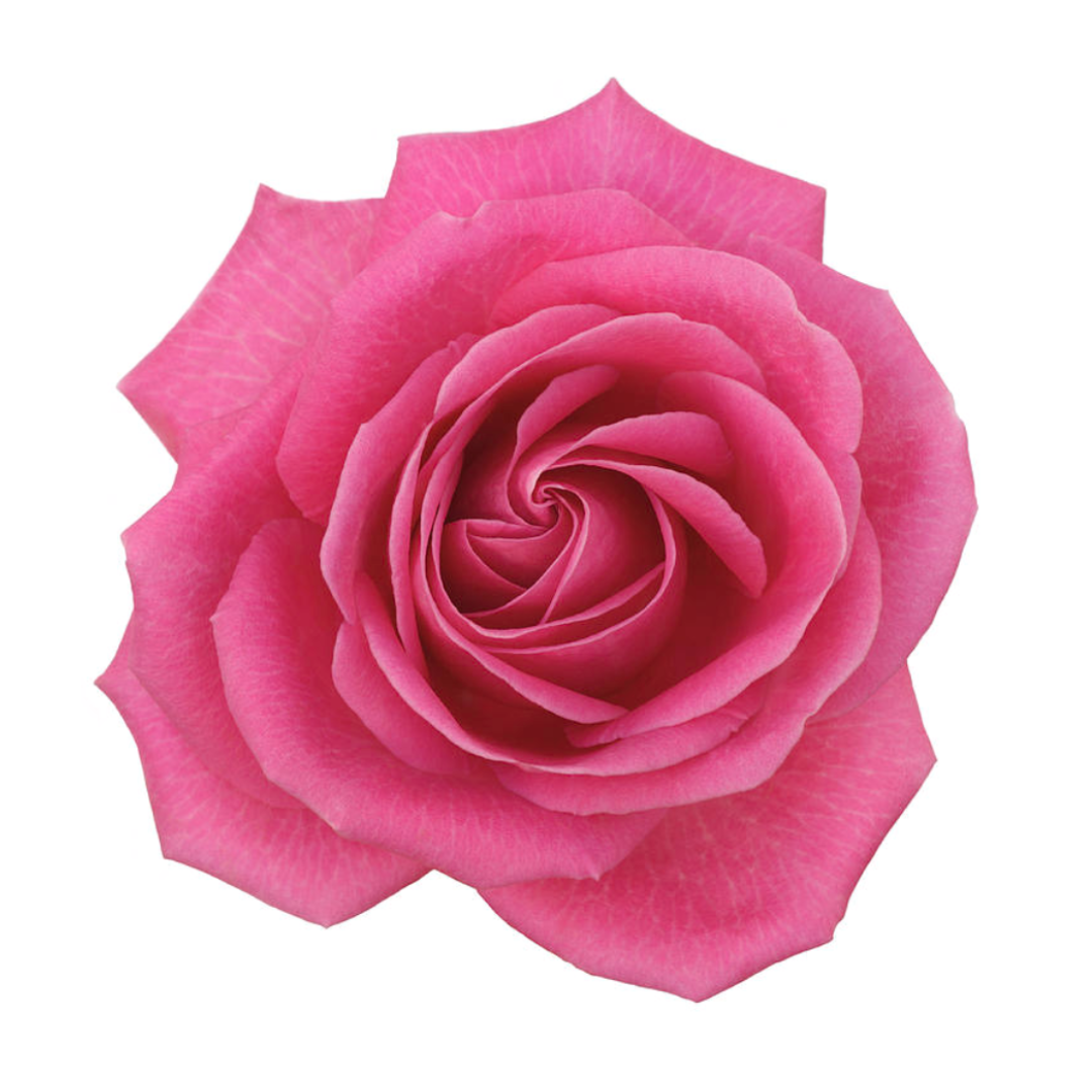 12 Roses Bouquet – Narvaez Flowers and Gift Shop